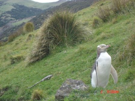 Unblinking yellow eyed penguin on track, obliging us to walk around